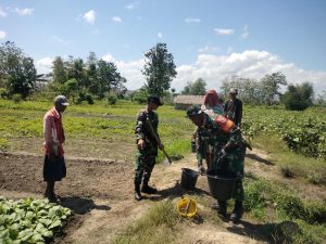 Kolaborasi Babinsa Koramil 05/Waingapu dengan Petani dalam Merawat Kebun Sayur demi Ketahanan Pangan